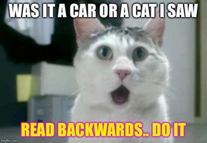 Was it a car or a cat I saw backwards?