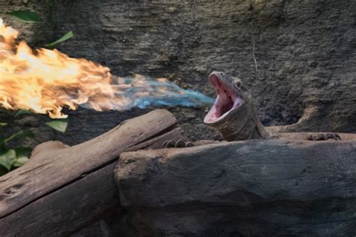 What animal breathes fire?