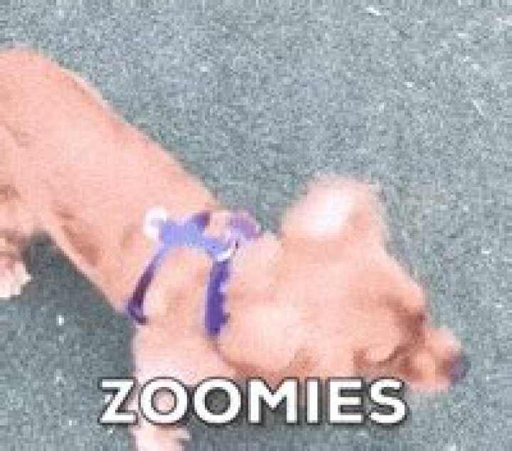 What are puppy Zoomies?