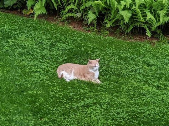 What are the disadvantages of a clover lawn?