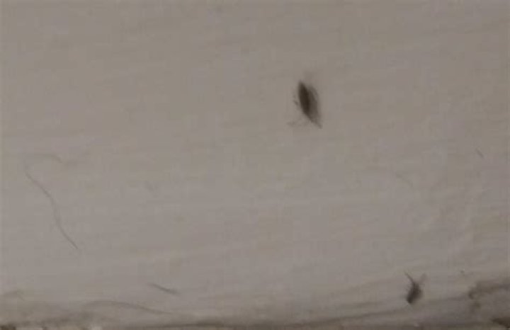 What are the tiny grey bugs in my bathroom?