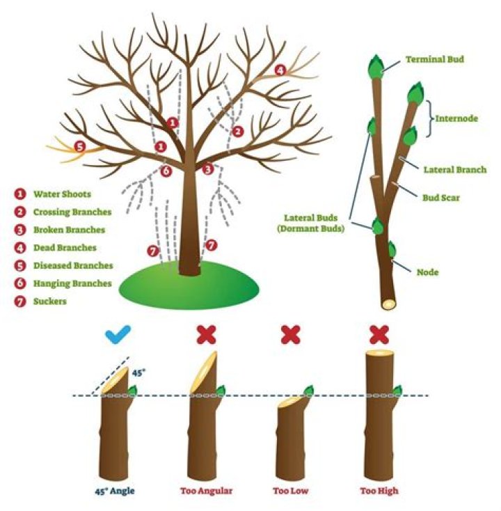 What are the two types of trees pruning techniques?