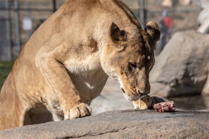 What big cats eat humans?