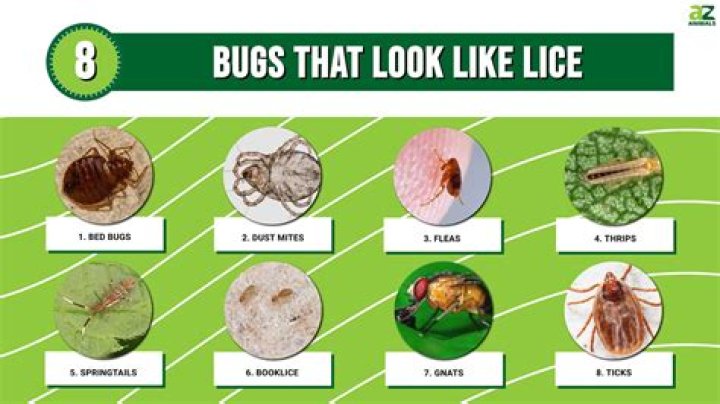 What bugs can live in your ear?