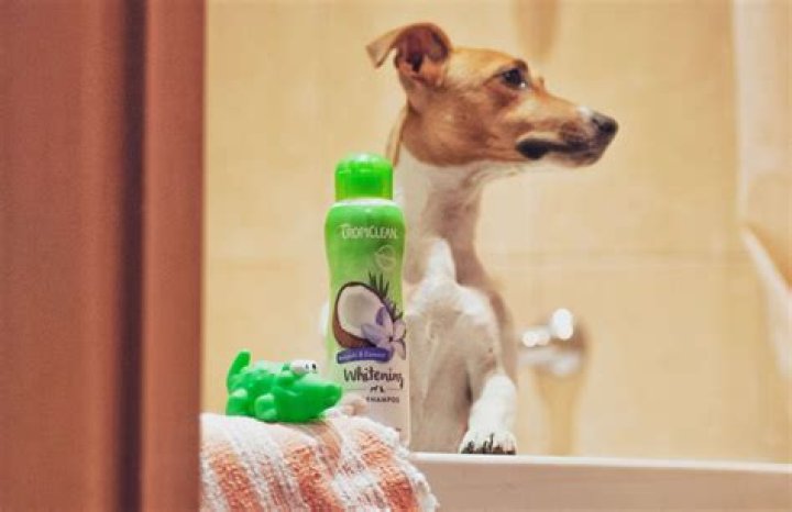 What can I use to wash my dog if I don't have dog shampoo?