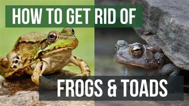 What can kill frogs?