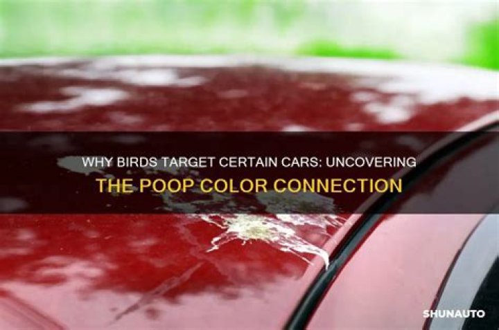 What color car do birds poop on most?