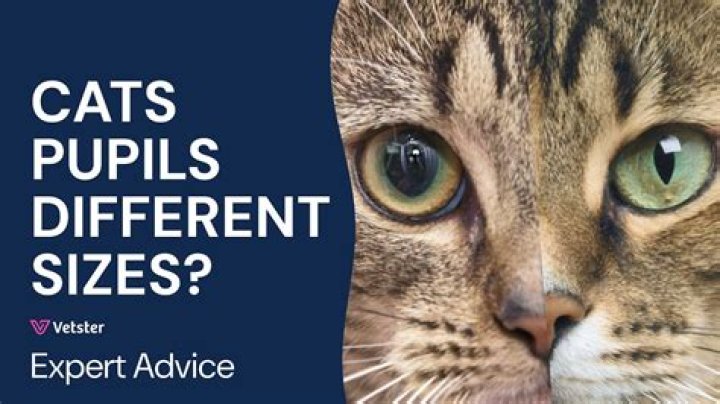 What do cats pupils tell you?
