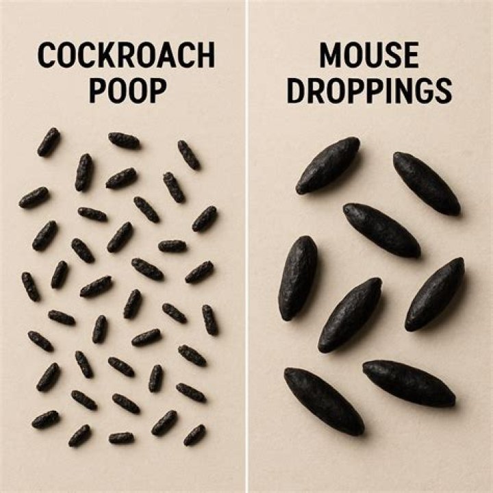 What do raccoon turds look like?