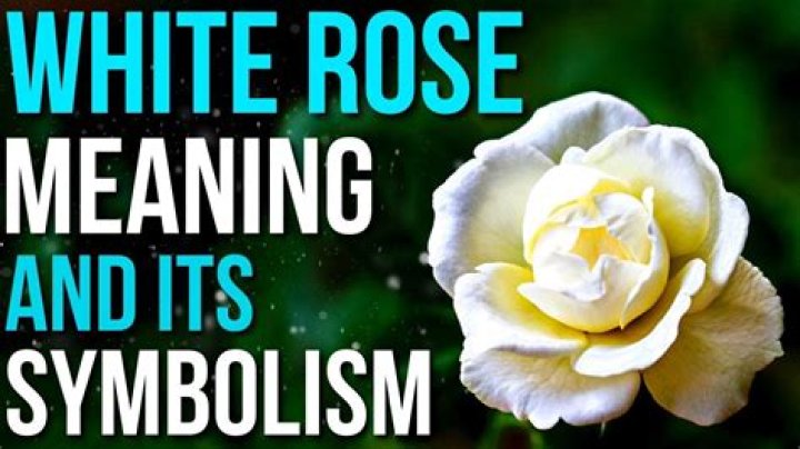 What does 13 white roses mean?