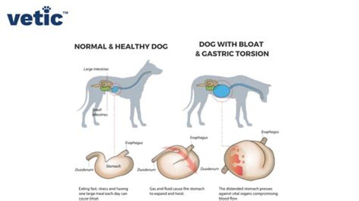 What does a hard stomach on a dog mean?