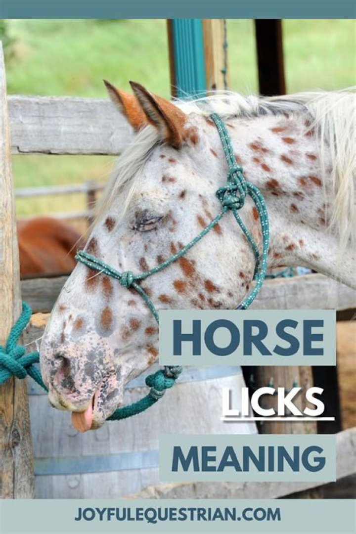 What does it mean when a horse licks you?