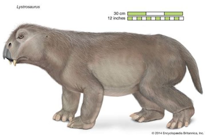 What does petting a Lystrosaurus do?