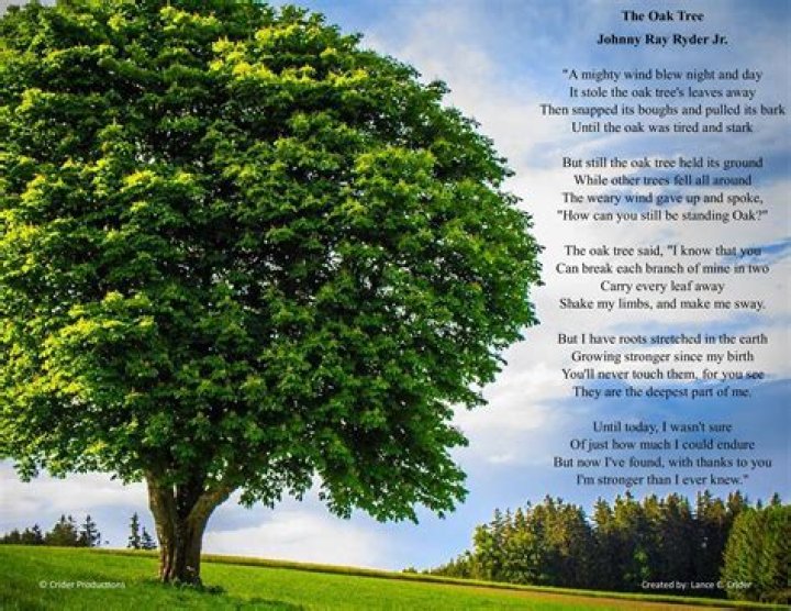 What does the term pushing the sky mean in the poem our tree?