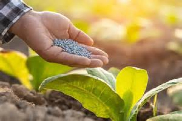 What fertilizer produces more leaves?