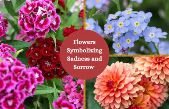 What flower means sadness?