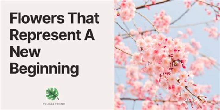 What flower symbolizes new beginnings?