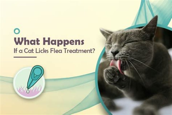 What happens if my cat licks her stitches?