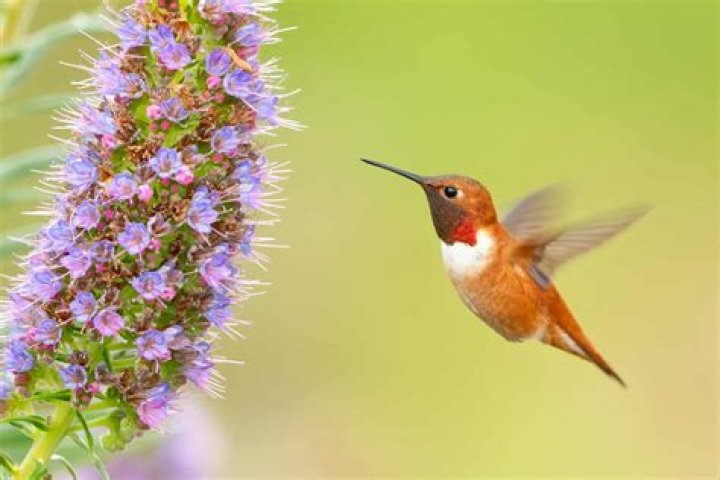 What is a hummingbird's natural enemy?