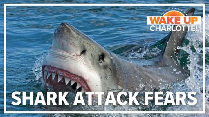 What is a shark burn?