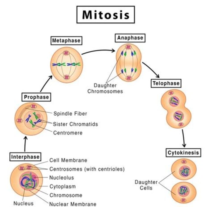 What is Karyokinesis mitosis?