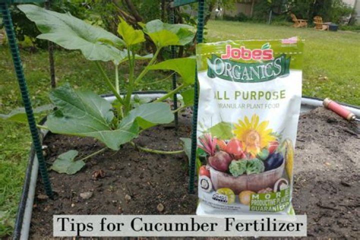What is the best fertilizer for cucumber plants?