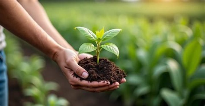 What is the best fertilizer for root growth?