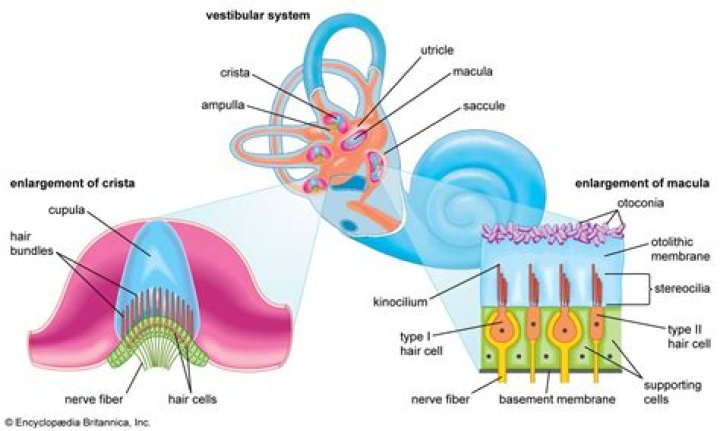 What is the function of endolymph?