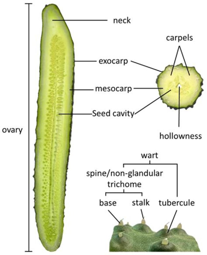 What is the inside of a cucumber called?