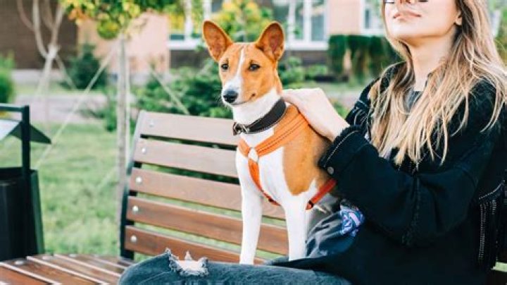 What is the most self sufficient dog?