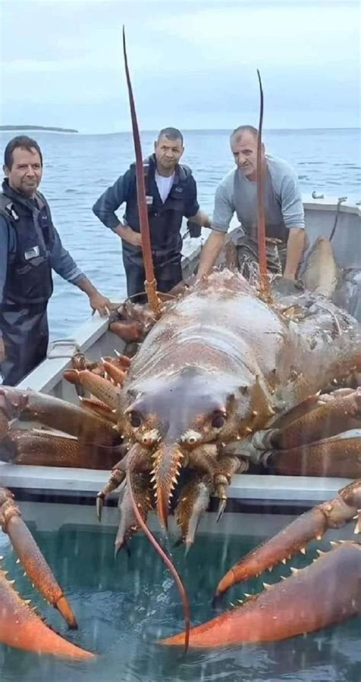 What is the oldest lobster recorded?