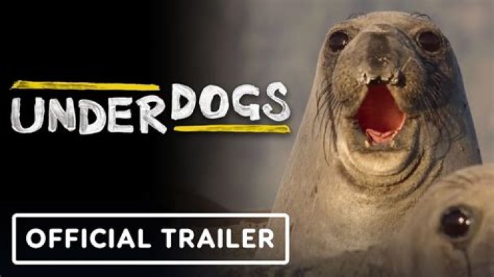 What is underdog favorite?