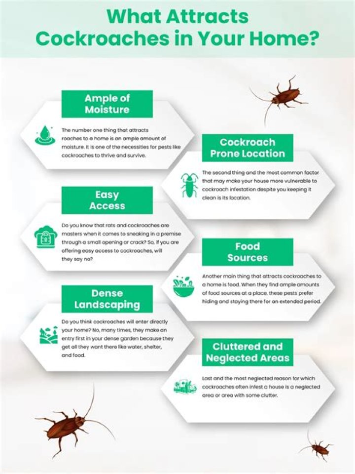 What naturally attracts roaches?