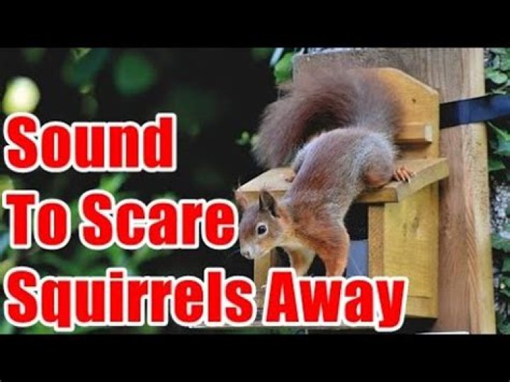 What noises scare squirrels away?