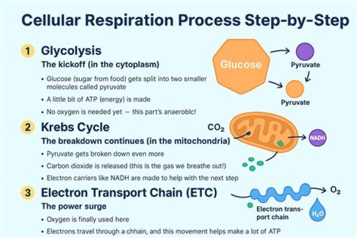 What occurs in the hydrolysis step of anaerobic digestion?