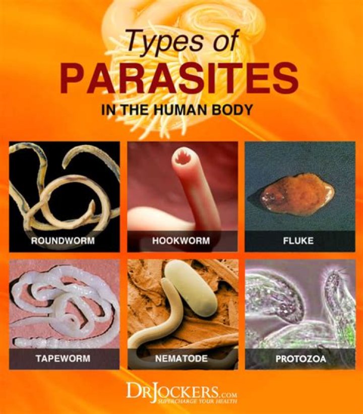 What parasites live in your nose?