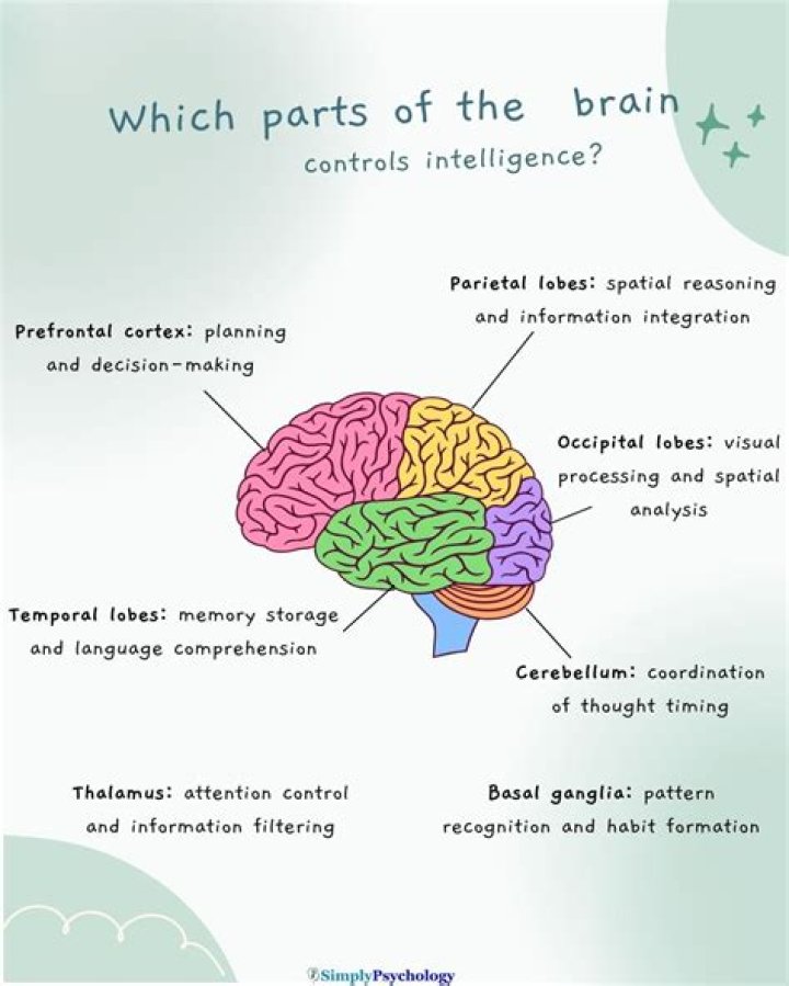 What part of the brain controls processing speed?