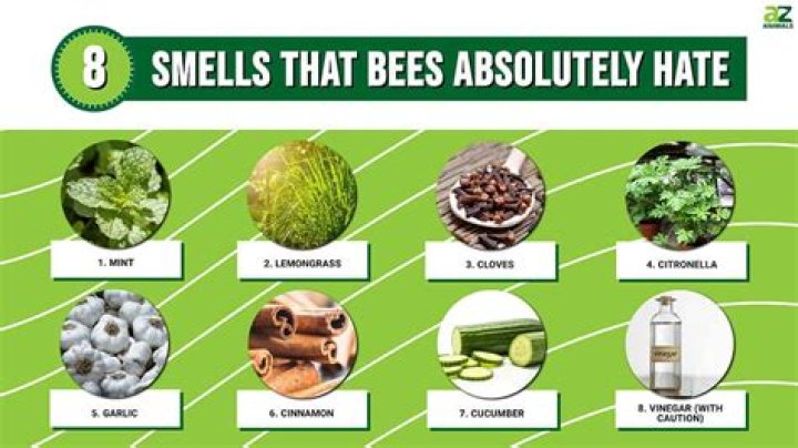 What smells keep bugs away?