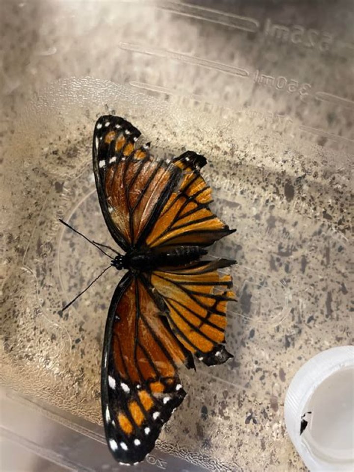 What to feed a dying butterfly?