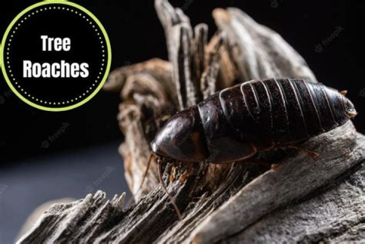 What trees attract roaches?