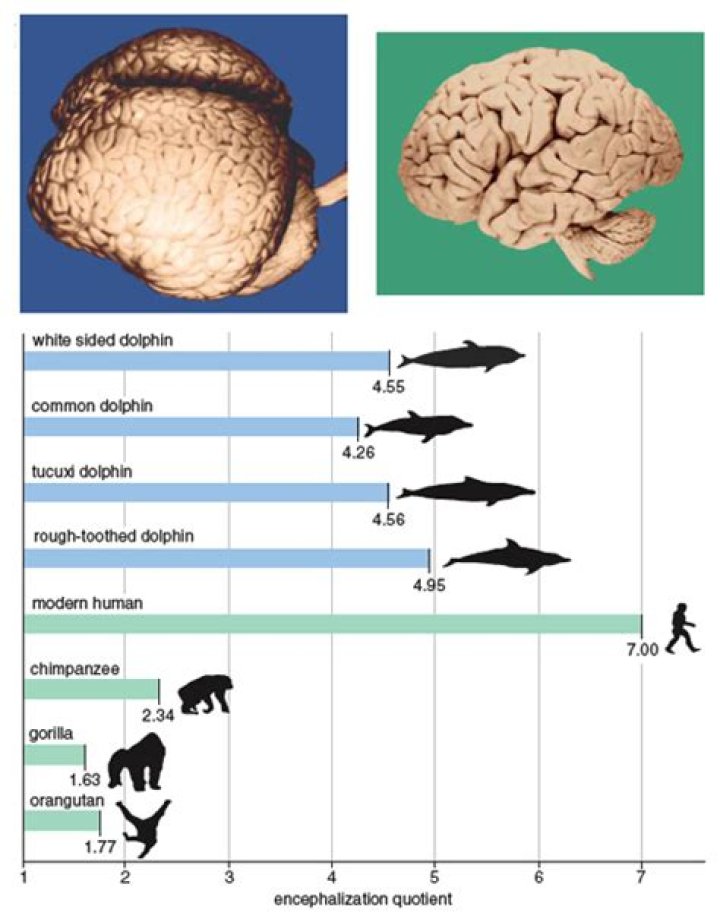 What's the IQ of a dolphin?