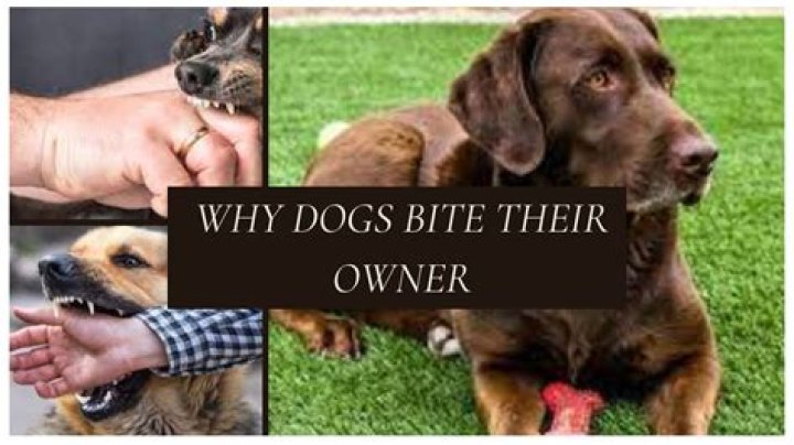 When dogs bite their owner?