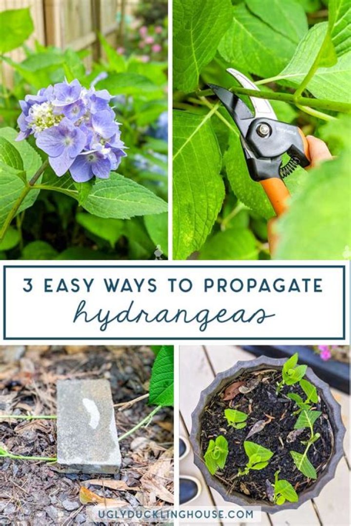 When should you take hydrangea cuttings?