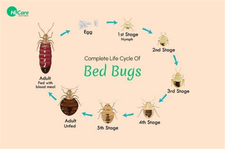 When you have bed bugs do you have to throw everything away?