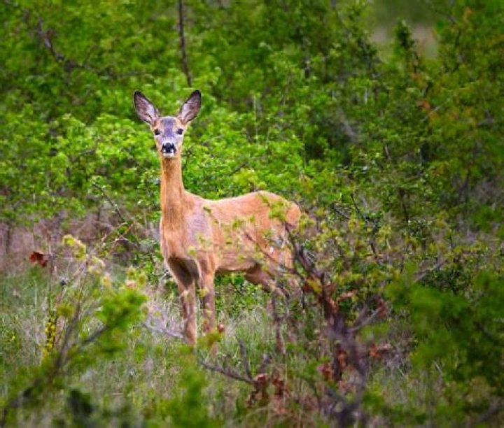 Where do deer hide during the day?
