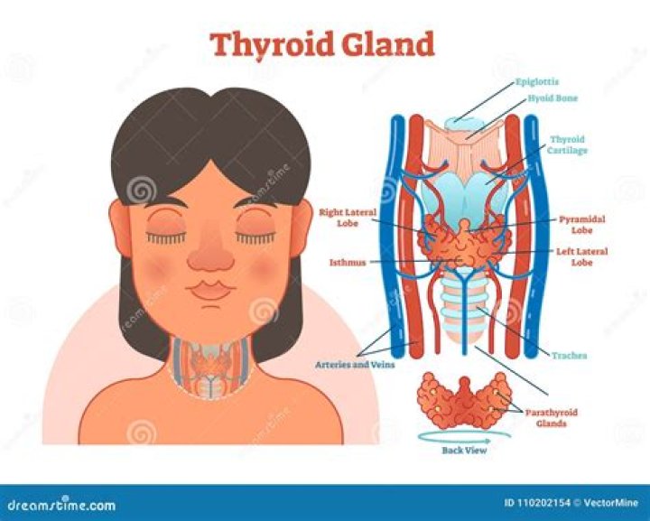 Where is a woman's thyroid located?