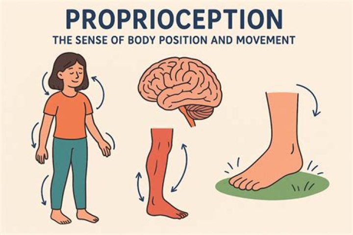 Where is proprioception found in the body?