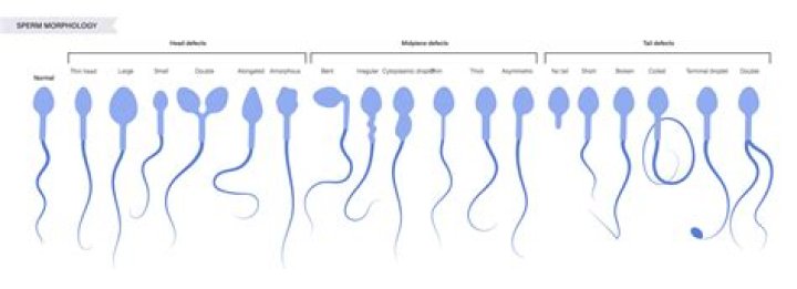 Which animal releases the most sperm?