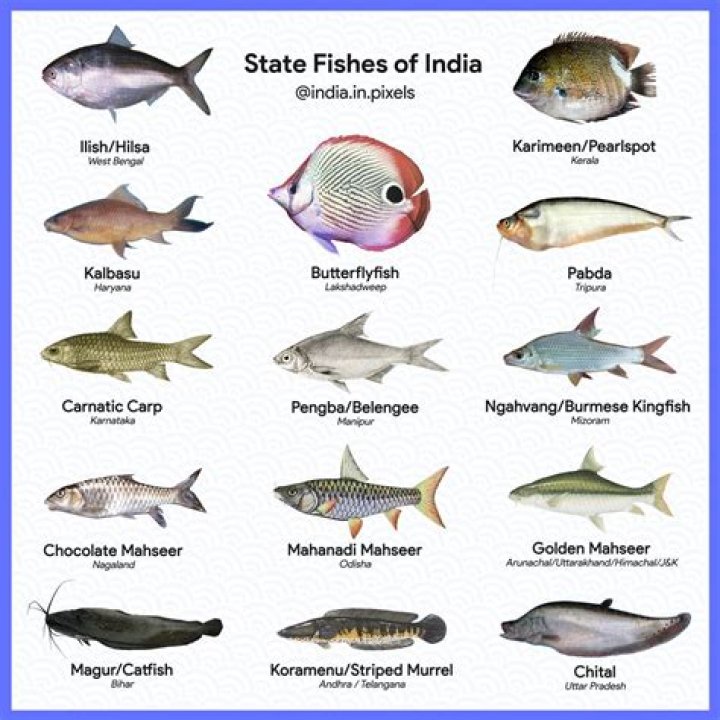 Which fish is popular in India?