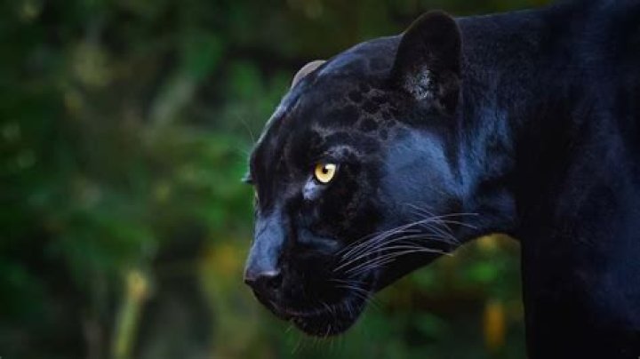 Who is richer Tony Stark or black panther?